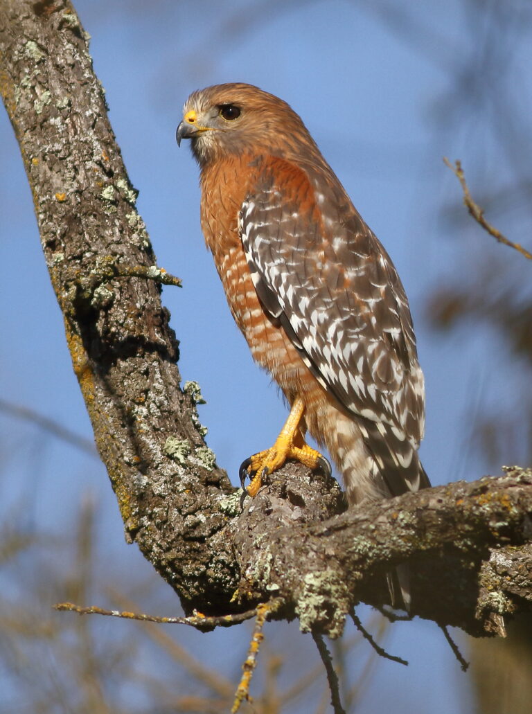 Red-shouldered Hawk