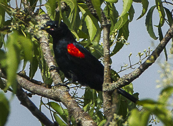 Red-shouldered Cuckooshrike