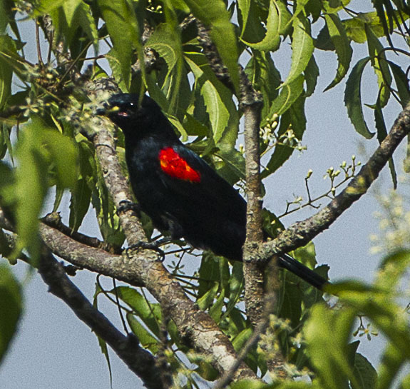 Red-shouldered Cuckooshrike