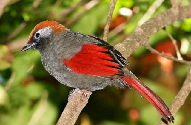 Red-tailed Laughingthrush