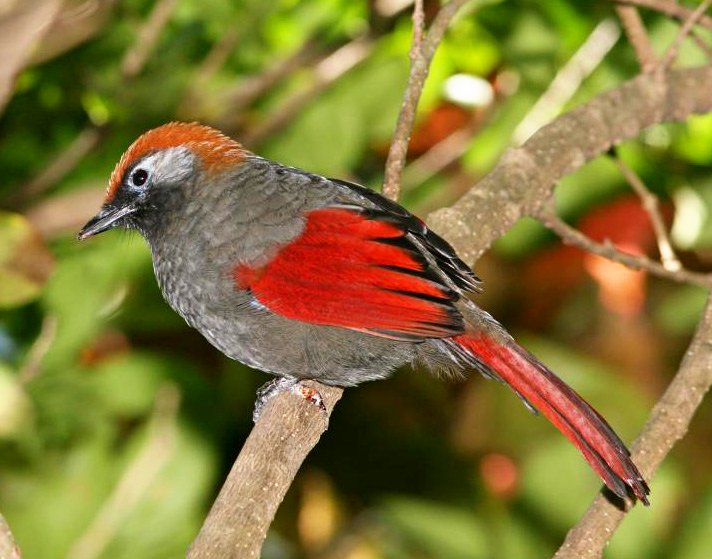 Red-tailed Laughingthrush