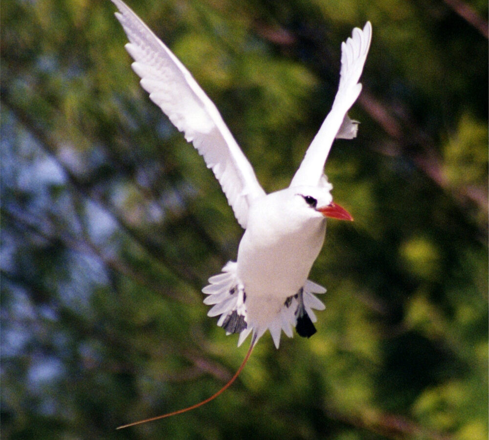 Red-tailed Tropicbird