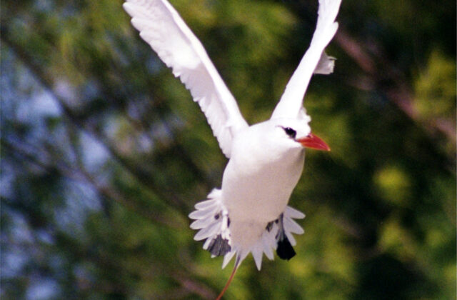 Red-tailed Tropicbird
