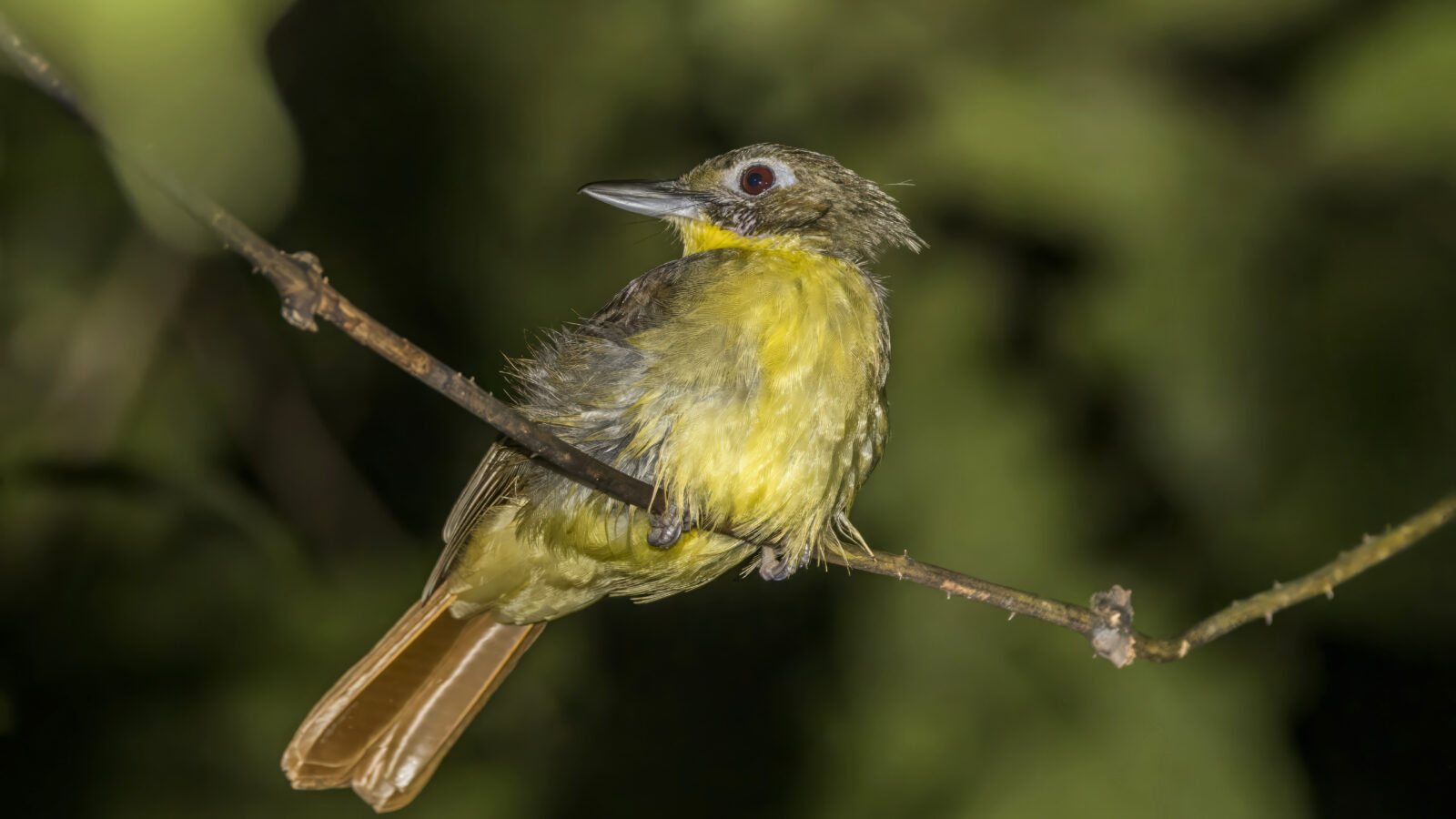 Red-tailed Bristlebill