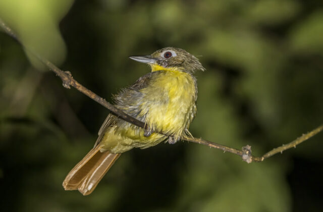 Red-tailed Bristlebill