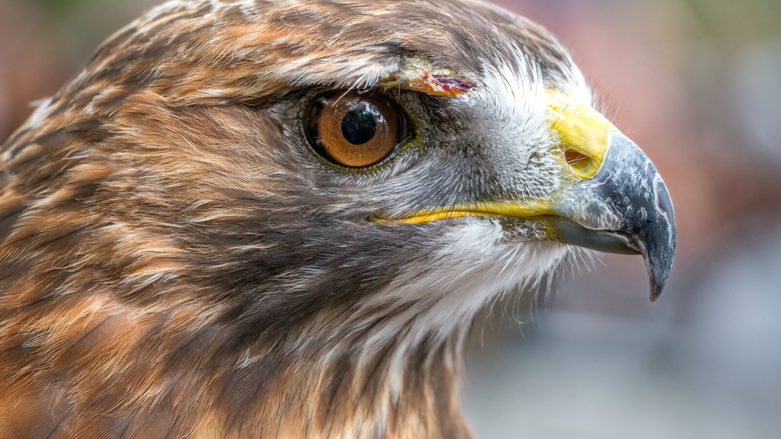 Red-tailed Hawk