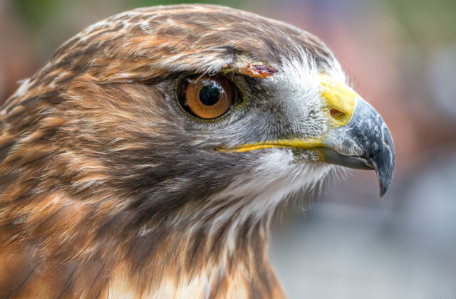 Red-tailed Hawk
