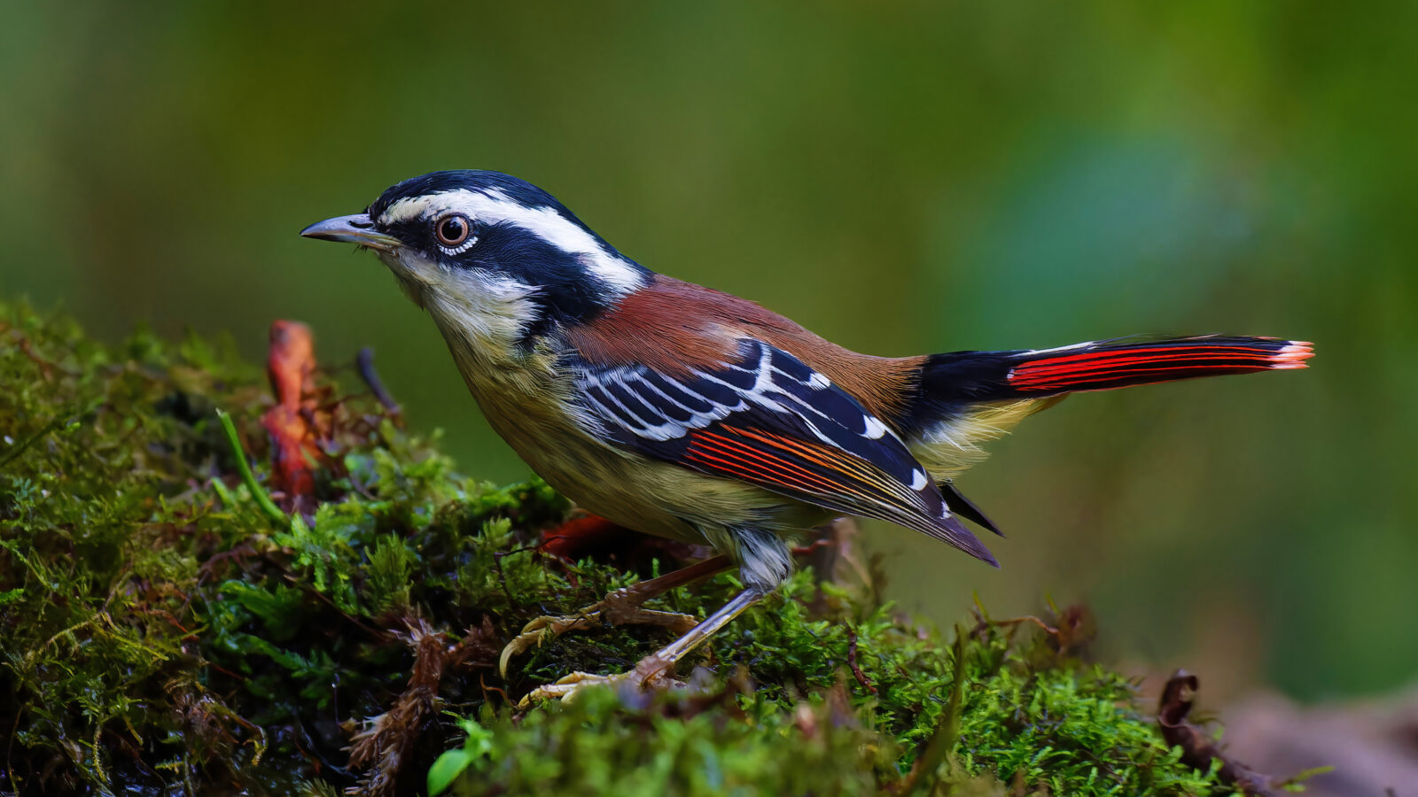 Red-tailed Minla