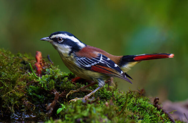 Red-tailed Minla