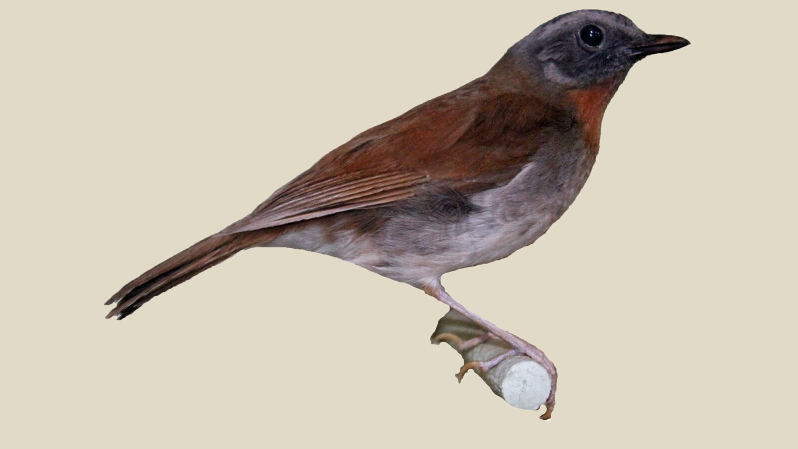 Red-throated Alethe