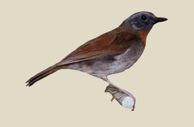 Red-throated Alethe