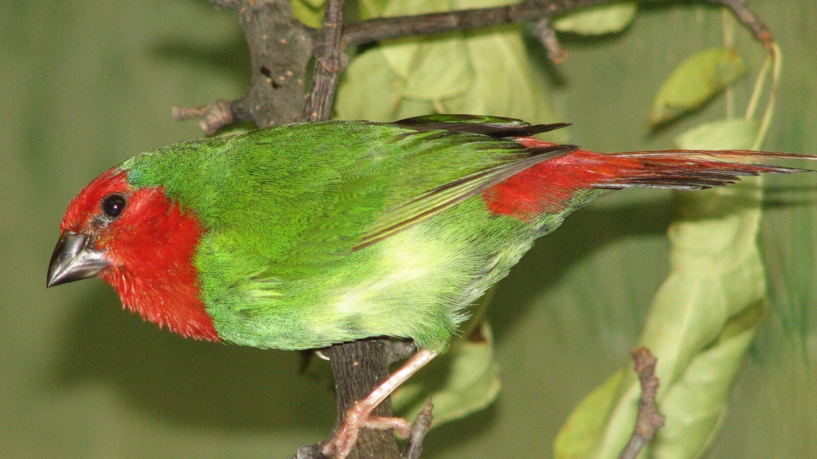 Red-throated Parrotfinch
