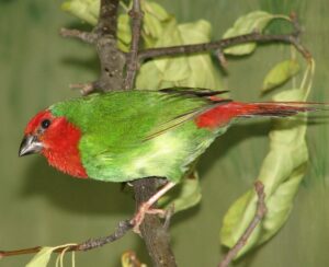 Red-throated Parrotfinch