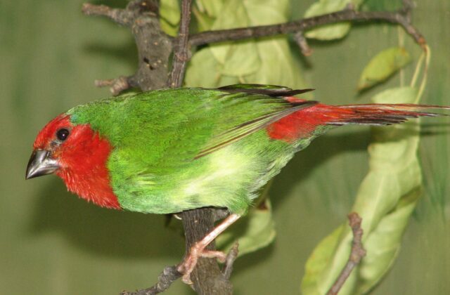 Red-throated Parrotfinch