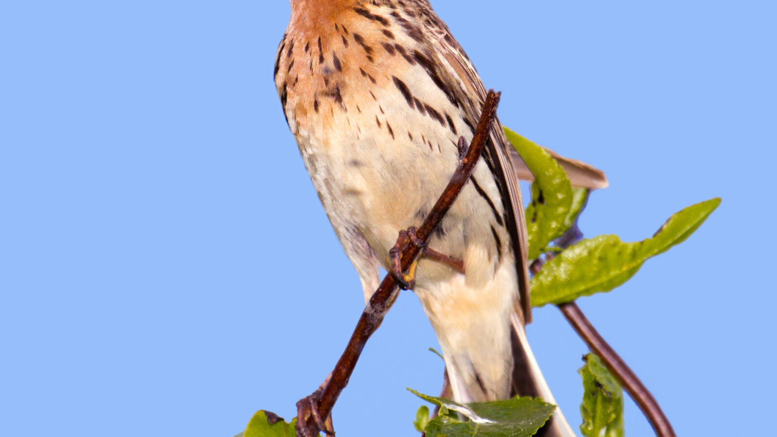 Red-throated Pipit