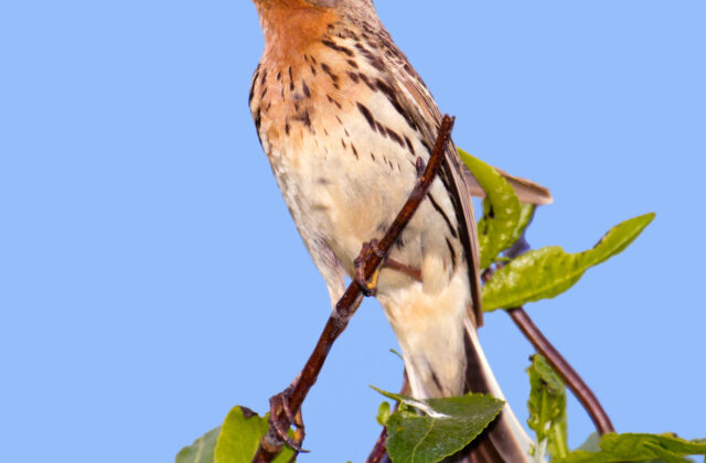 Red-throated Pipit