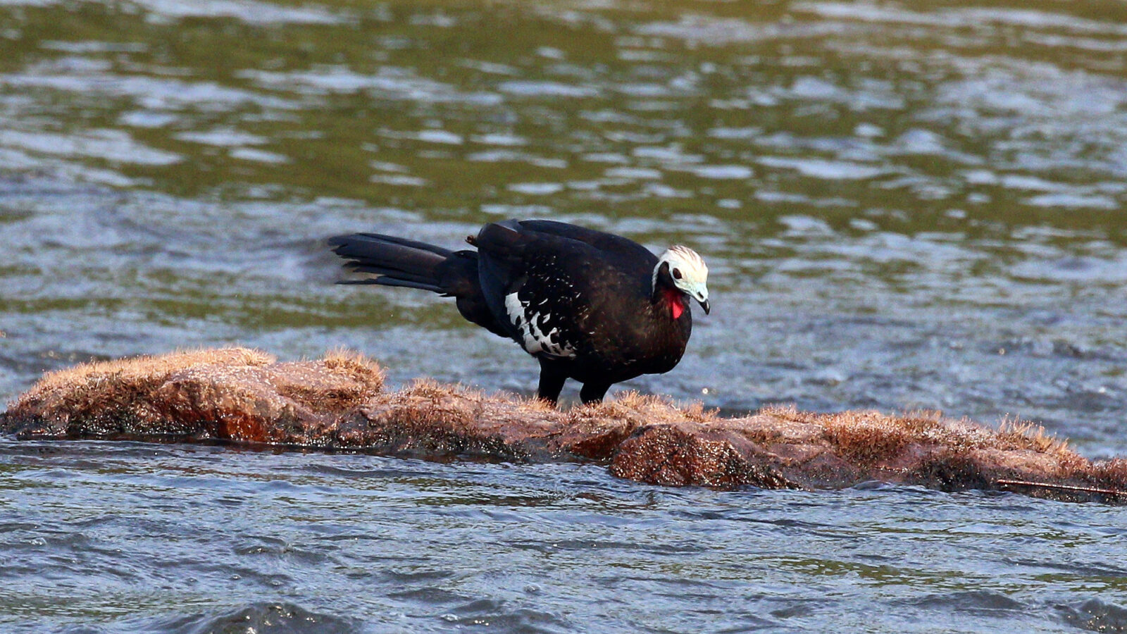Red-throated Piping Guan