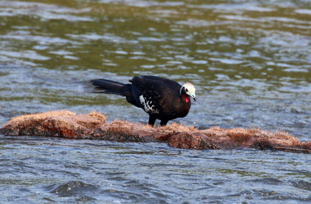 Red-throated Piping Guan