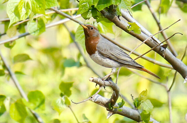 Red-throated Thrush