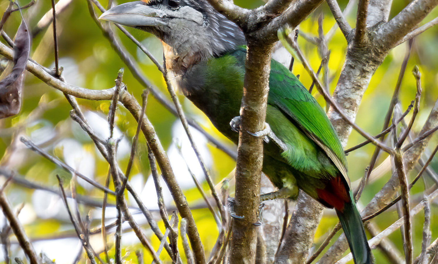 Red-vented Barbet