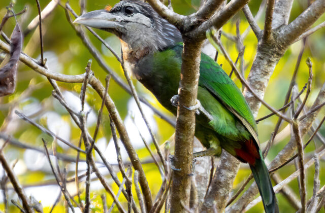 Red-vented Barbet