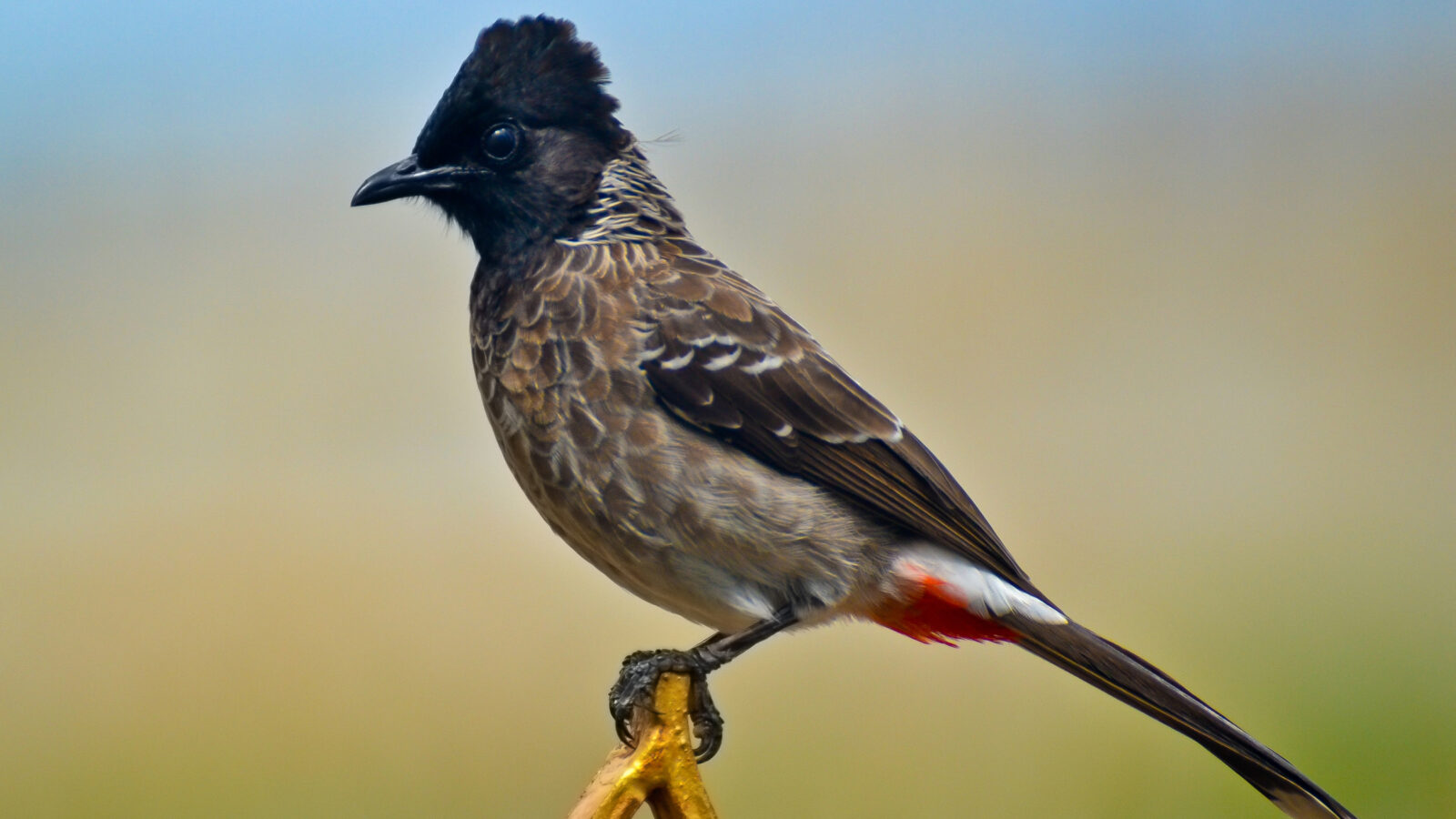 Red-vented Bulbul