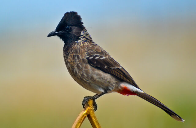 Red-vented Bulbul