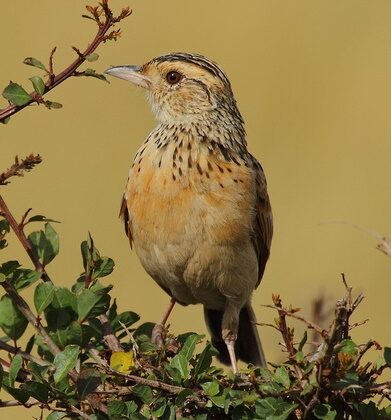 Red-winged Lark