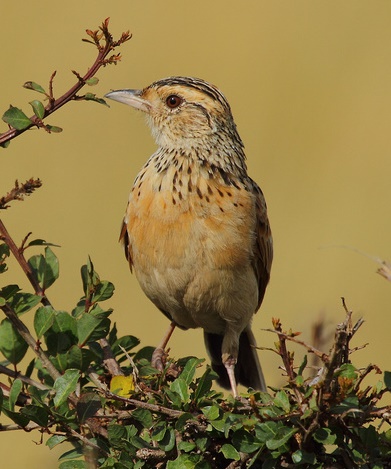 Red-winged Lark