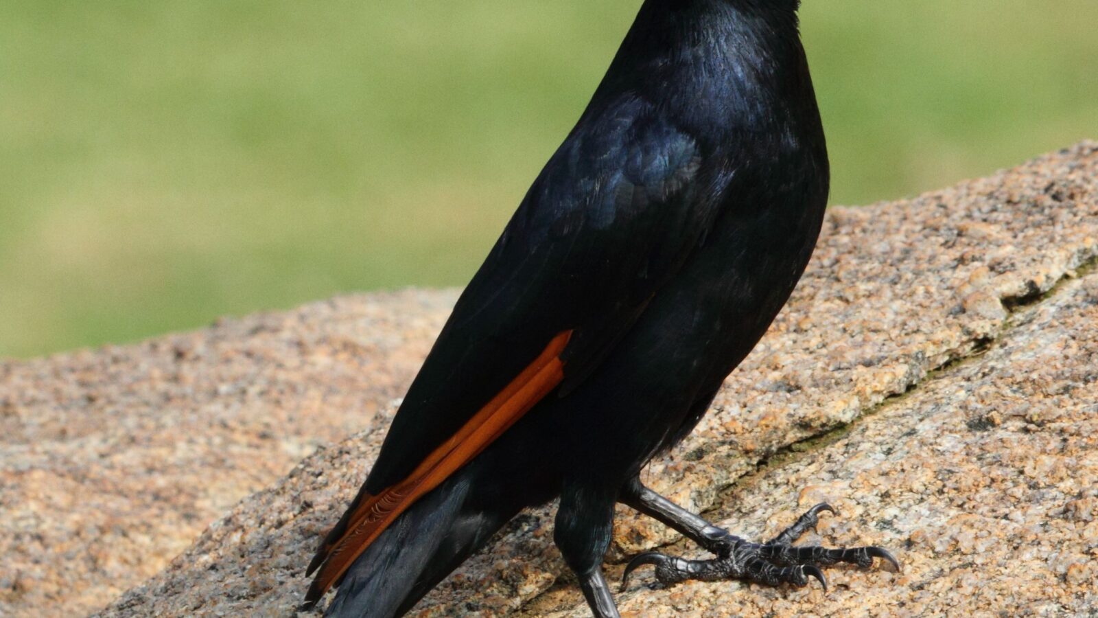Red-winged Starling