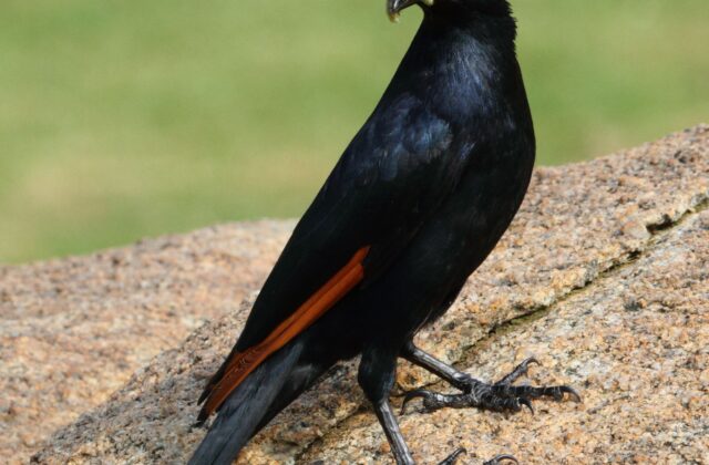 Red-winged Starling