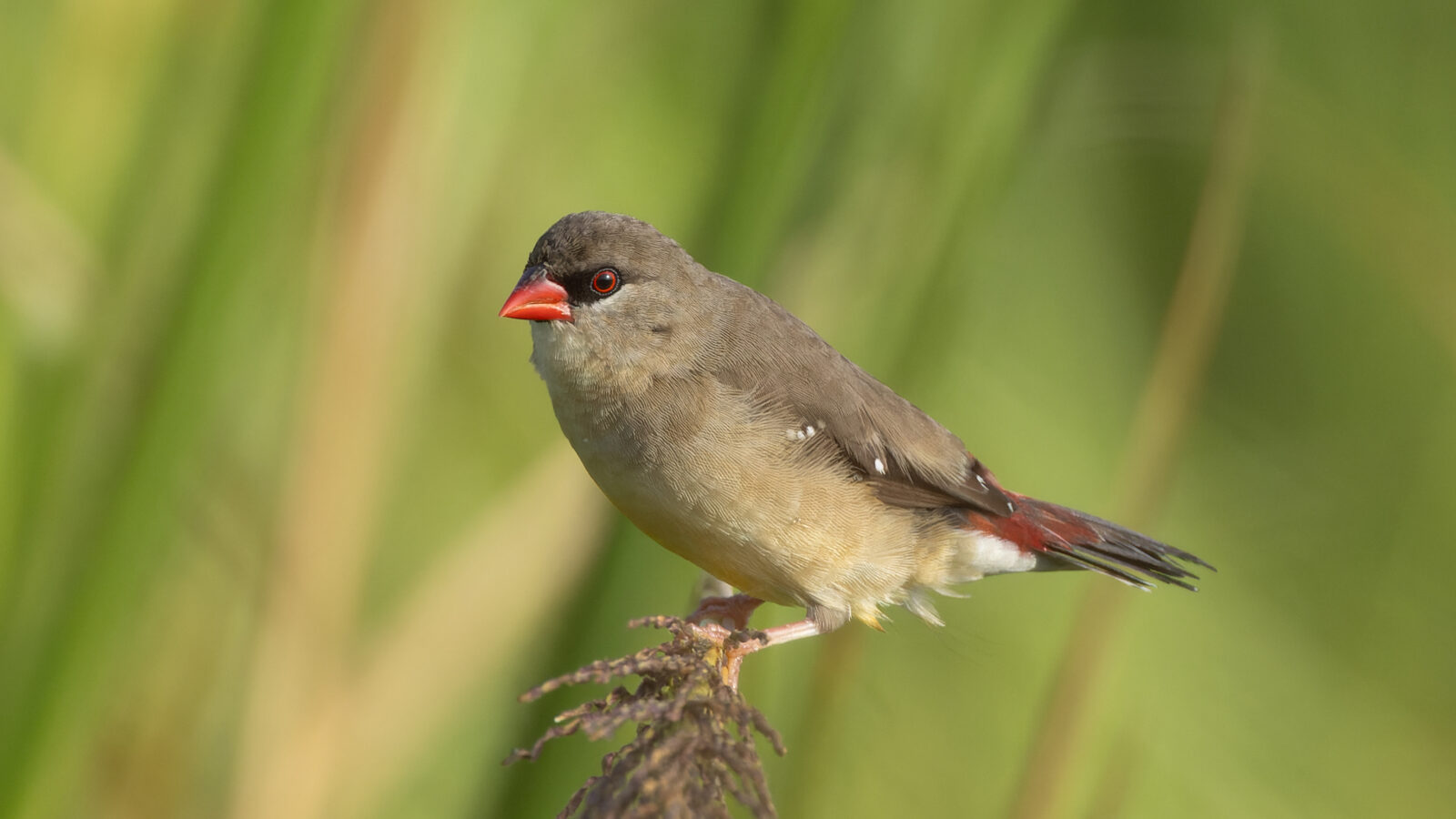Red Avadavat