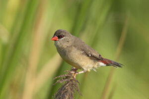 Red Avadavat
