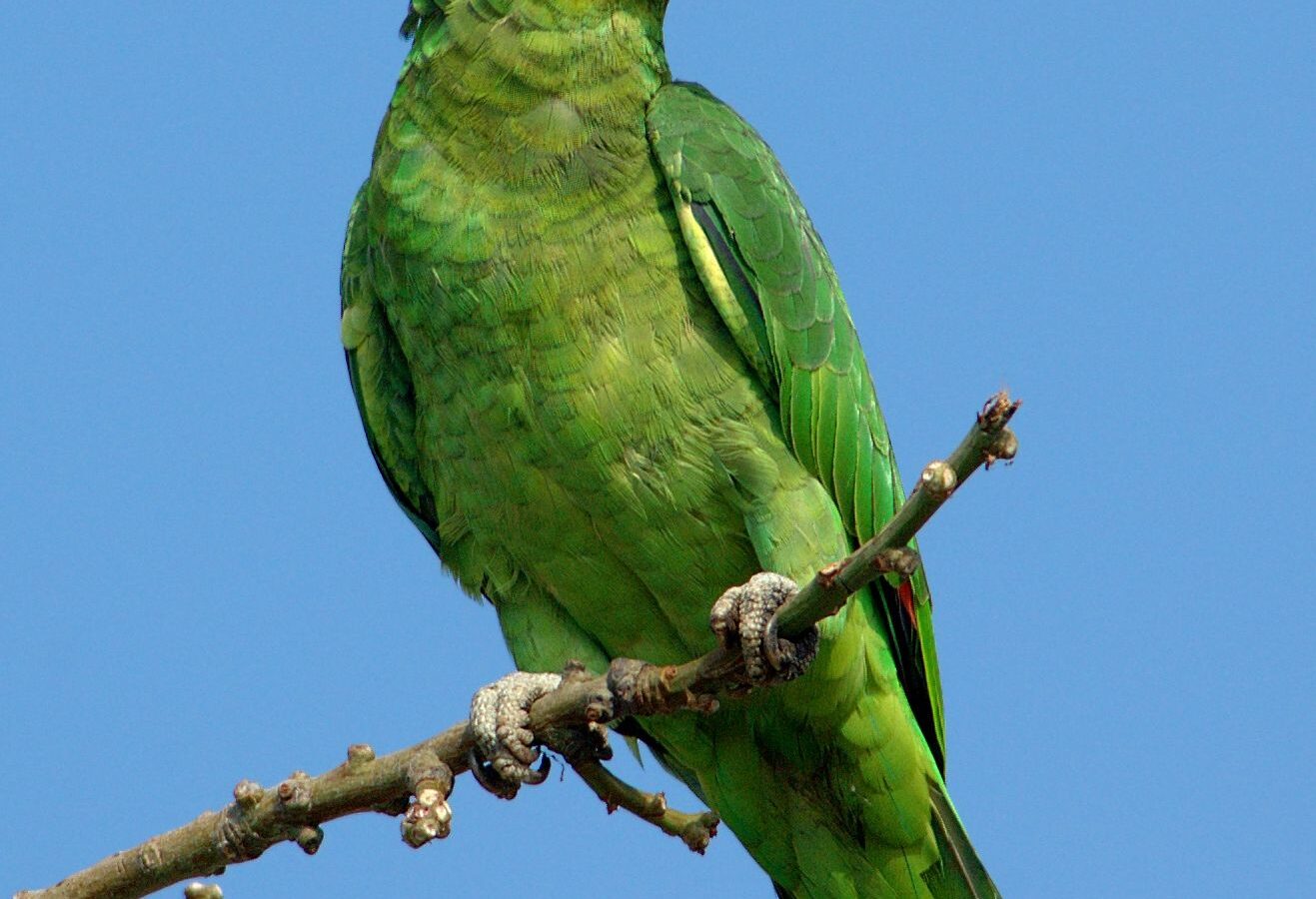 Red-crowned Amazon