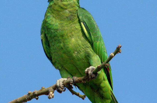 Red-crowned Amazon