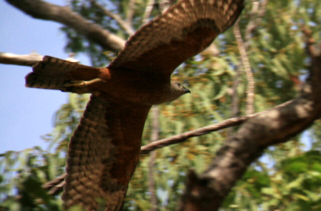 Red Goshawk