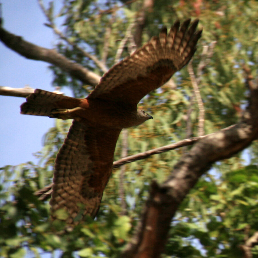 Red Goshawk