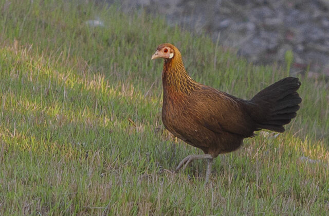 Red Junglefowl