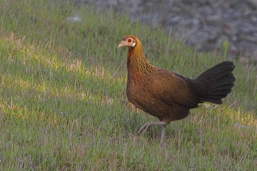 Red Junglefowl