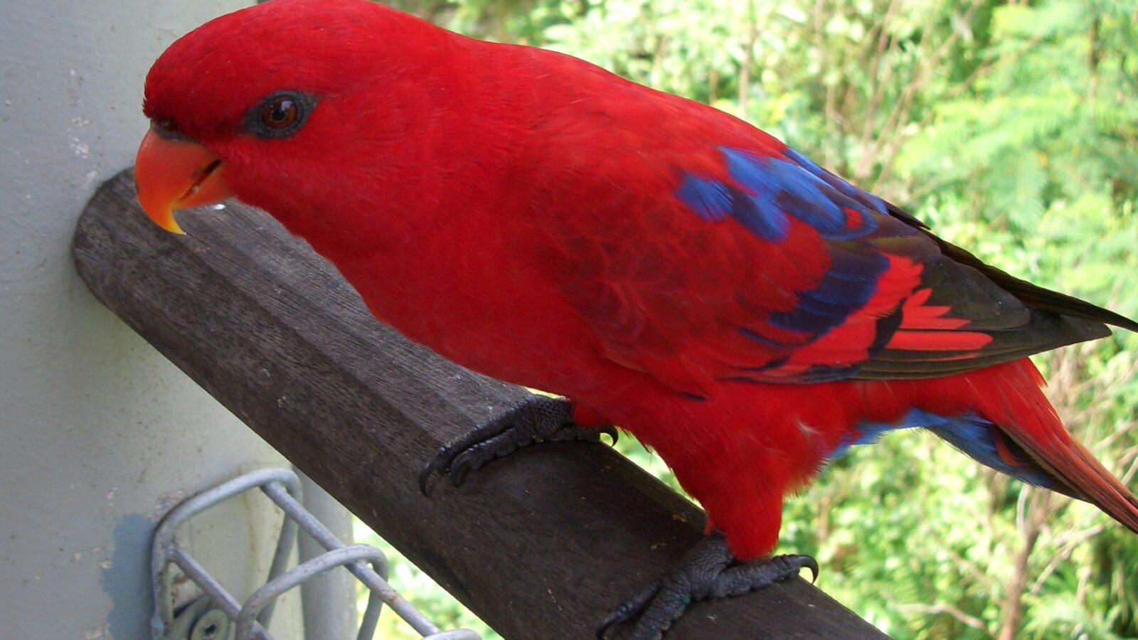 Red Lory