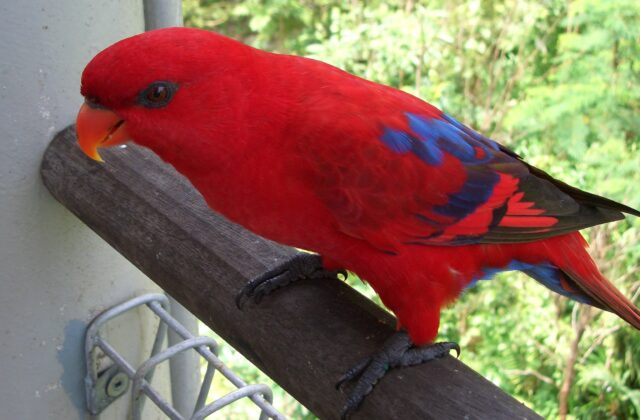 Red Lory