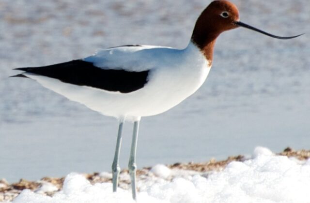Red-necked Avocet