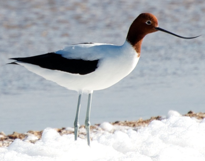 Red-necked Avocet