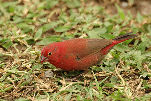 Red-billed Firefinch