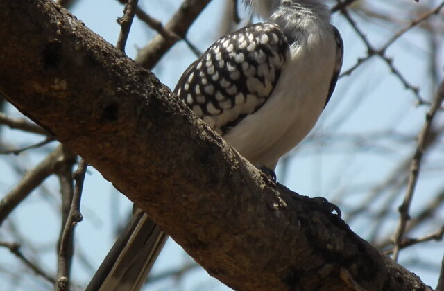 Tanzanian Red-billed Hornbill