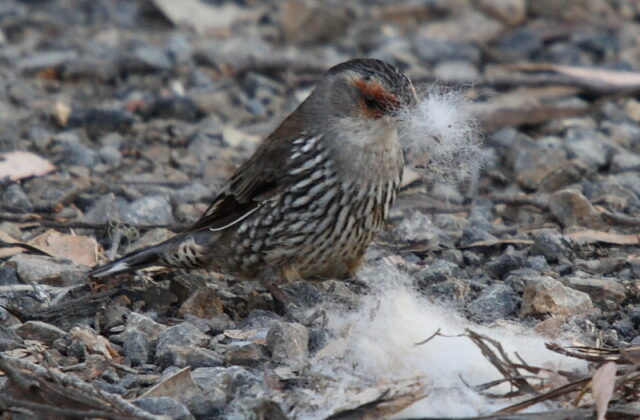 Red-browed Treecreeper