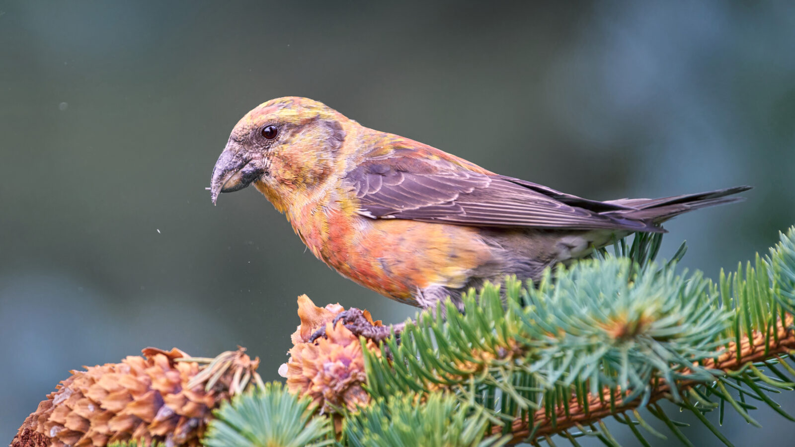 Red Crossbill