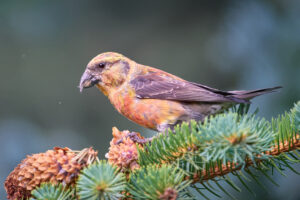 Red Crossbill