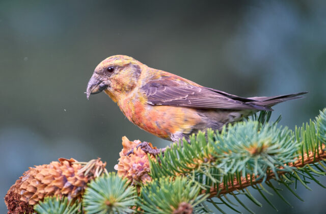 Red Crossbill