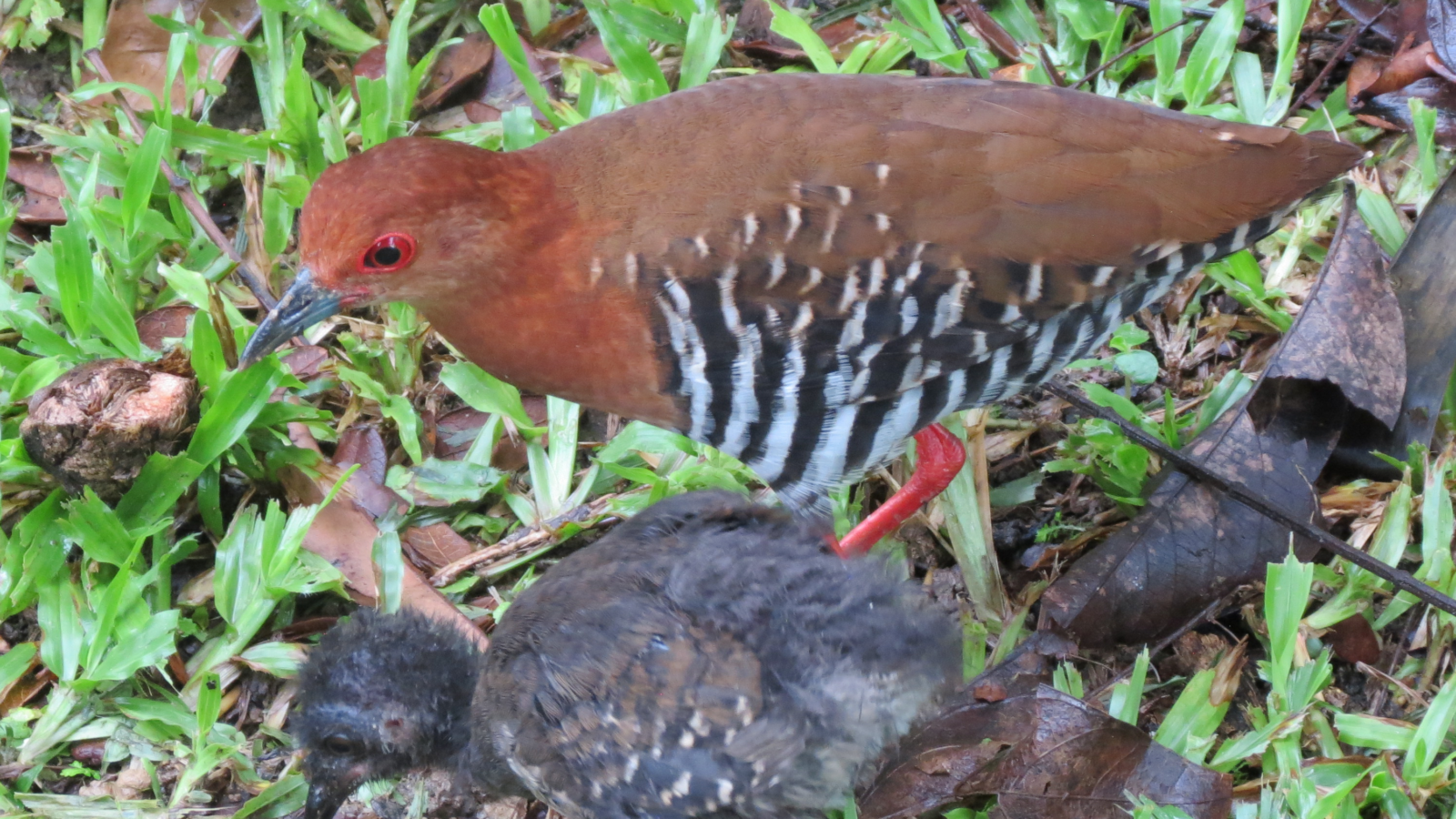 Red-legged Crake
